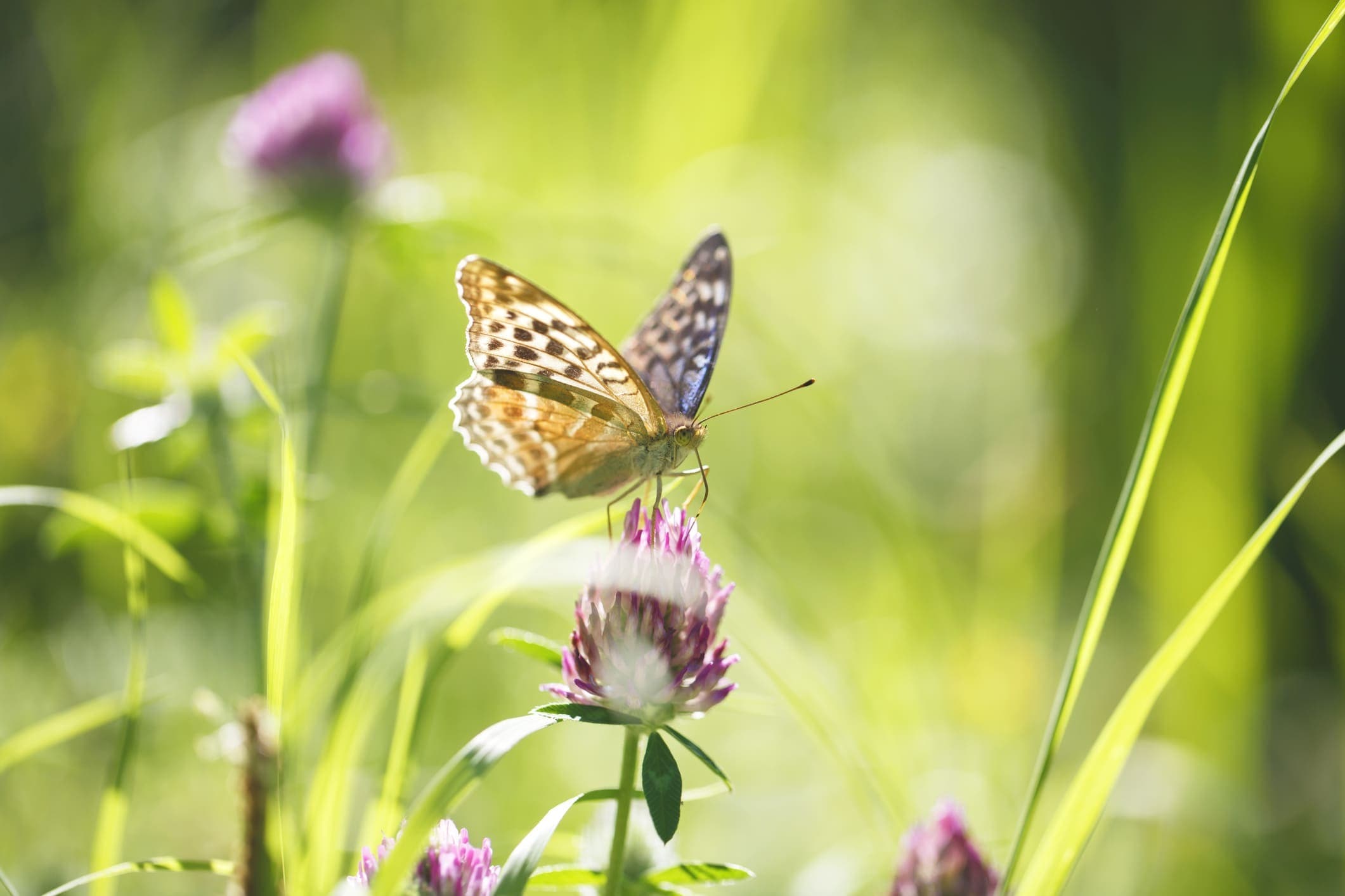 Schmetterling auf einer Blume, dahinter verschwommene Pflanzen